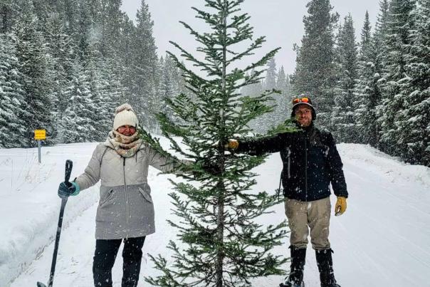 grand lake colorado christmas tree cutting~2