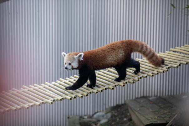 Red Panda exhibit at John Ball Zoo.