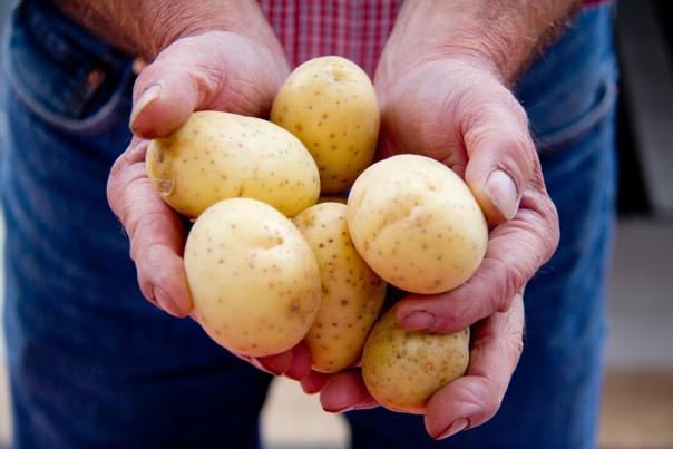拿着土豆的两只手在街市市场在盛大急流