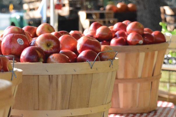 Apples at Nash Farm