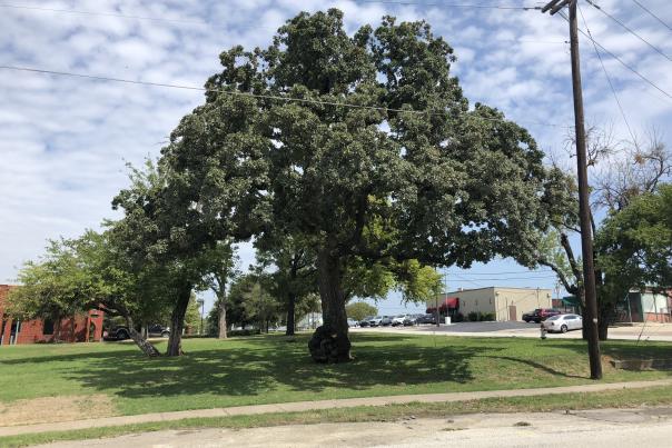 Grapevine Witness Tree