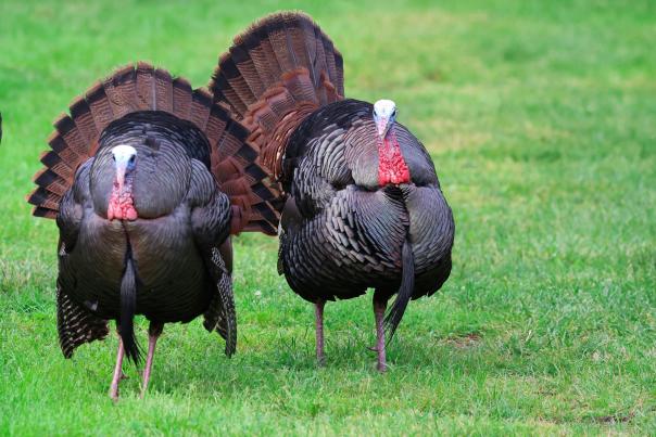 Tom Turkeys