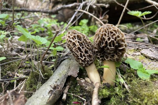 Morel Mushrooms