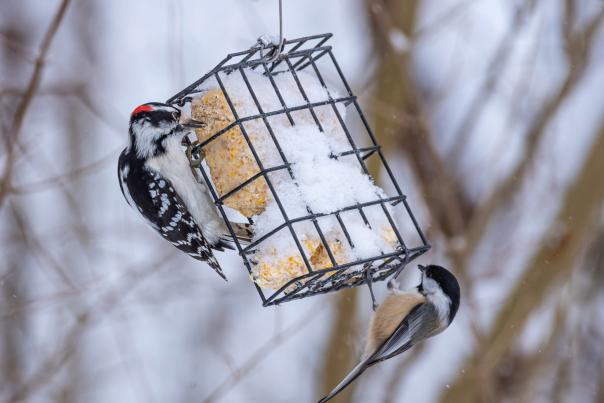 Winter Bird Feeding