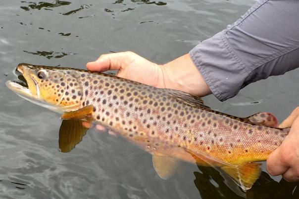 Fly Fishing
