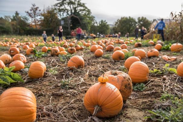 A field of pumpkins