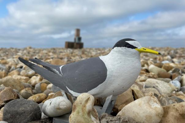 A fake tern sitting on shingle at Chichester Harbour