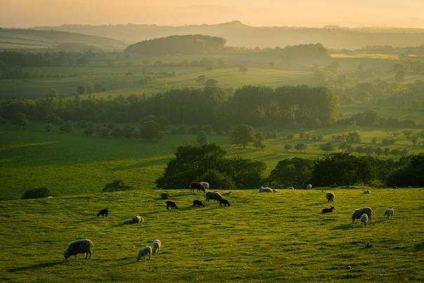 Shillings Valley, South Downs National Park