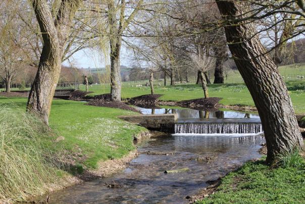 Trees at West Dean Gardens