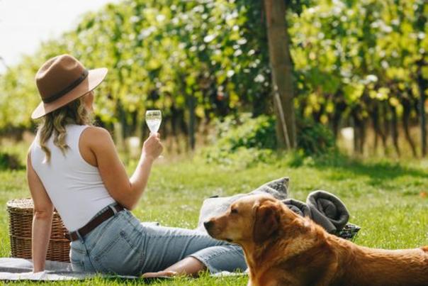 A lady sitting drinking wine among vines with a dog