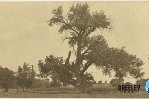 1972_01_0716-Ute-Susan-Shawsheen-Tree with Visit Greeley and 250 150 logos