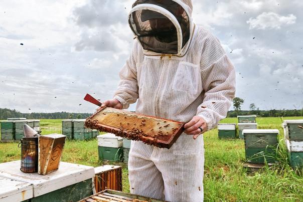 Local Hive Honey - Beekeeper Caring for Hive Photo Credit Local Hive