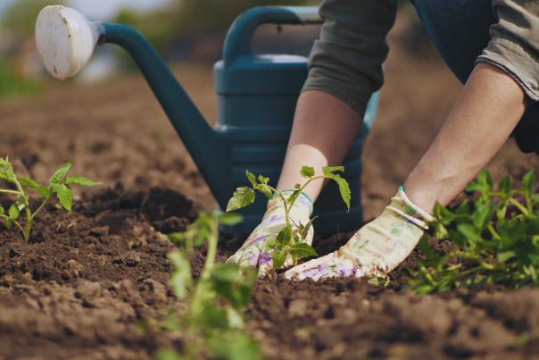 Gardening Stock