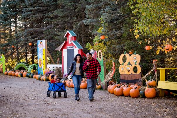 Pumpkin Patch