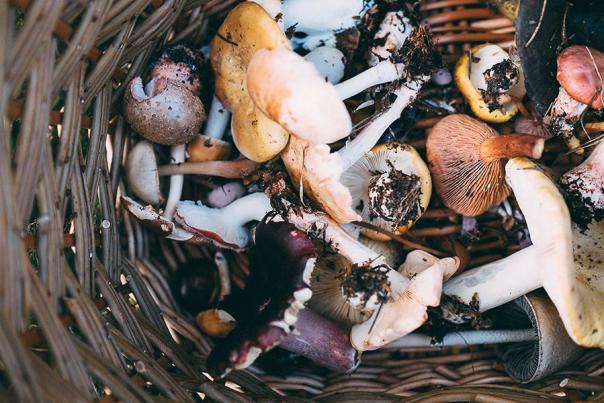 Mushrooms: Unsplash/Annie Spratt