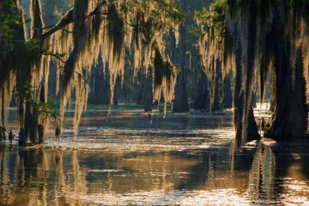 Swamp on the Mississippi Gulf Coast