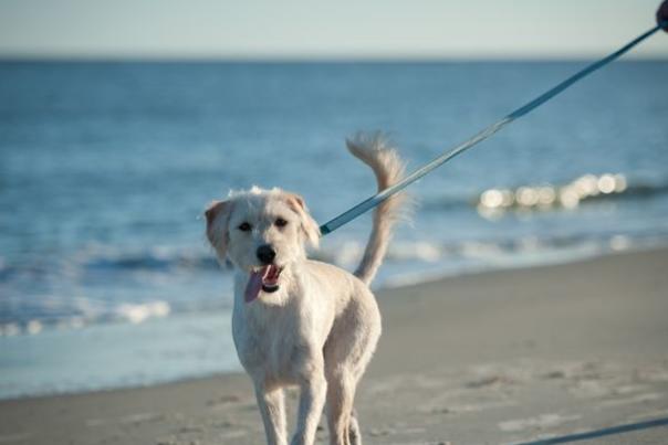 Port St. Joe was voted #1 Best City for Pet Travelers in 2015