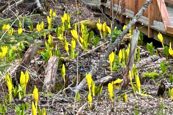 Skunk Cabbage