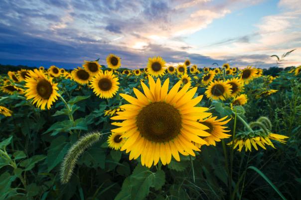 Field of bright yellow sunflowers with purple and blue sky behind