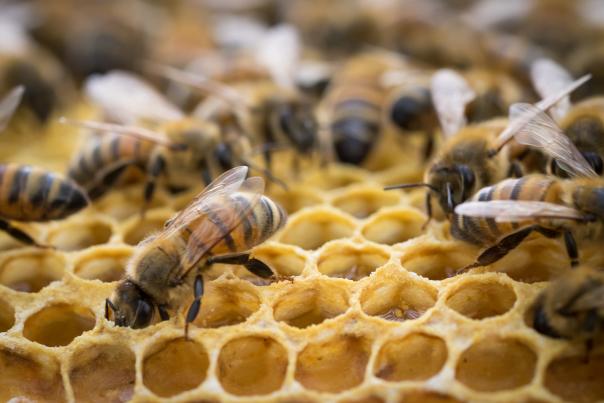 Bees on hive