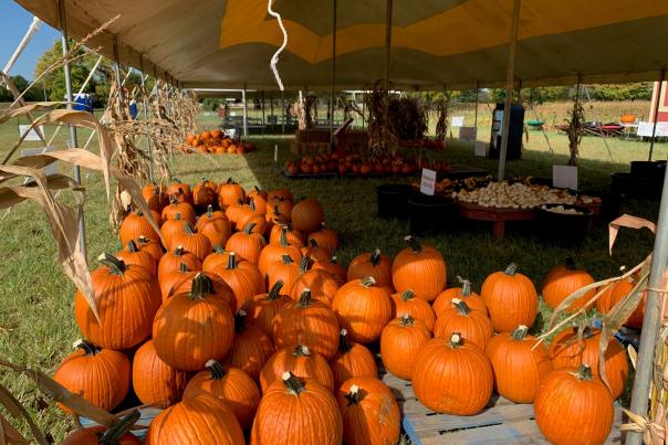 Hogan Farms pumpkin tent