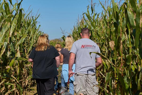 Corn Maze at Beasley's Orchard in Danville, IN