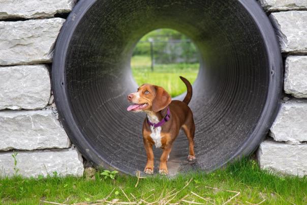 Dog at Brownsburg's Cardinal Bark Park (Photo courtesy of Brownsburg Parks on Instagram)