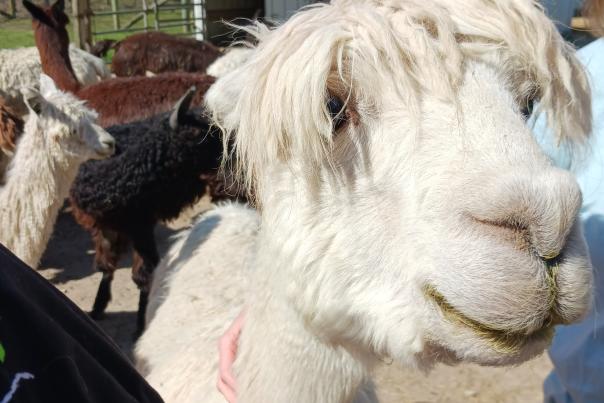 Gentle and curious alpaca at Montrose Farms