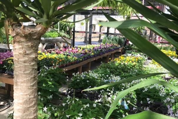 Greenhouse at McCammon's Irish Market