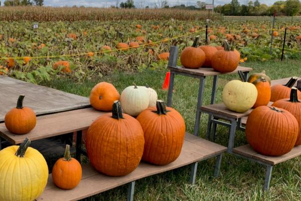Pumpkins at Hogan Farms