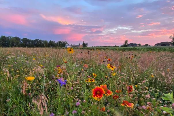 Indiana sunsets are best enjoyed among wildflowers--courtesy of Rumored Blooms