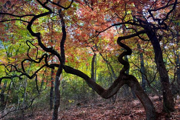 Bakers Mountain, fall foliage, leaves