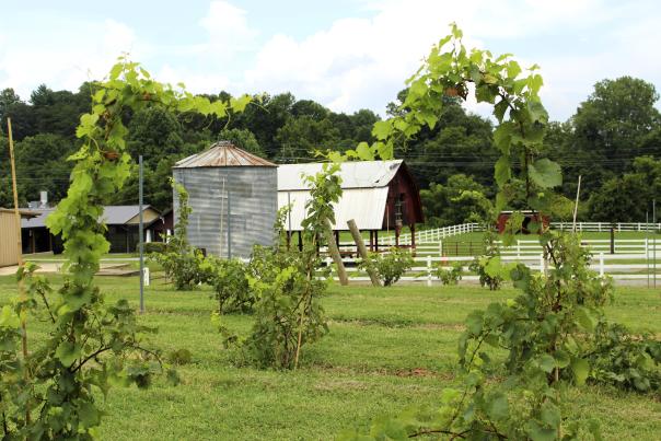 Catawba Farms Vines