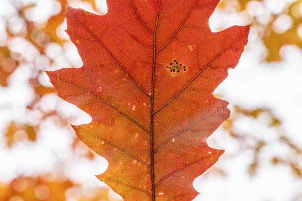 Fall Leaf Credit Tiho Trichkov