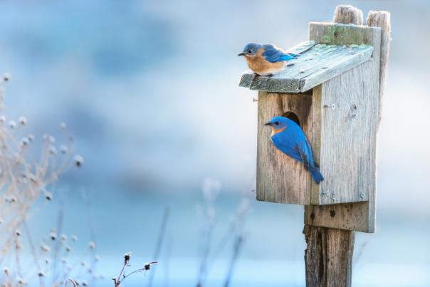 Blue birds on a bird house.