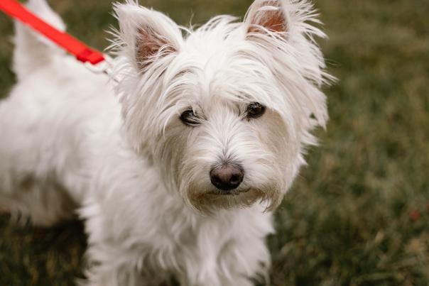 White Dog
