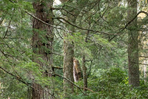 Coker Old Growth Forest