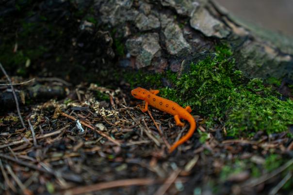 Salamander