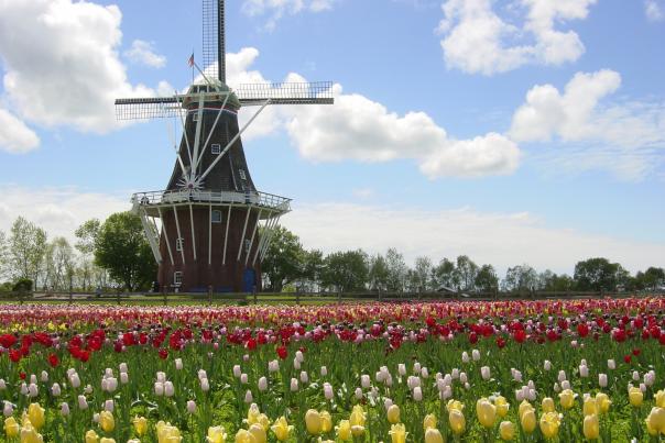 DeZwaan Windmill Tulips