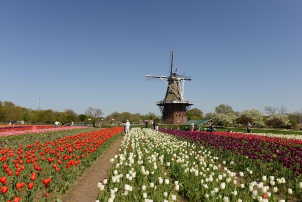 Windmill Island Garden Tulip Time