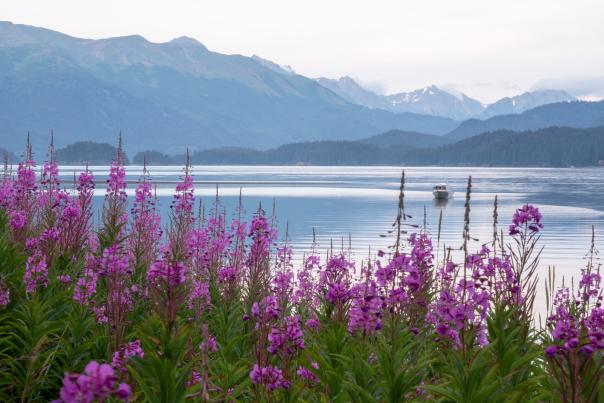 Purple Fireweed sprouting overlooking the blue water with mountains in the bacground