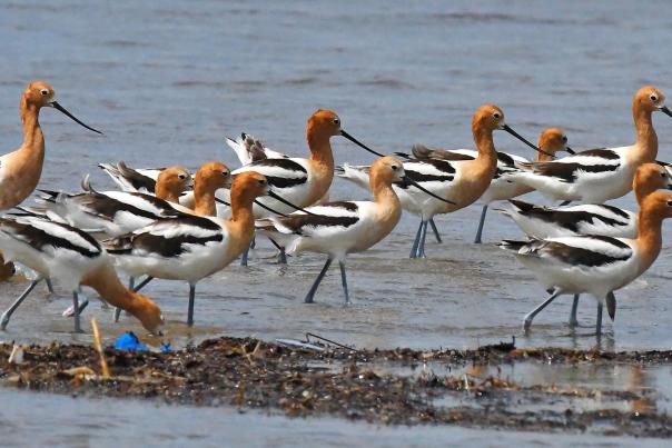 Beaumont Birds - Bolivar Flats