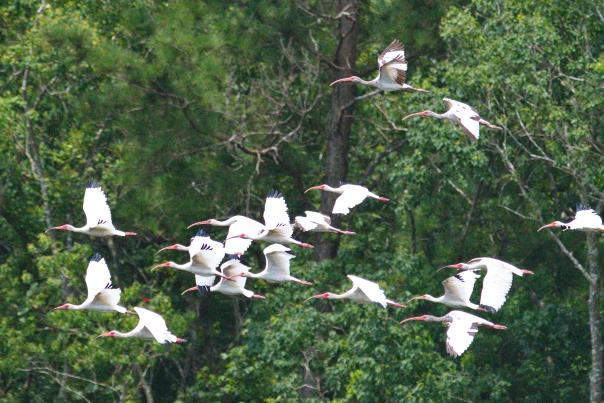 Whitebills - Cattail Marsh, Beaumont