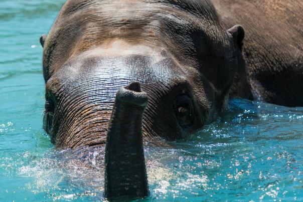 Elephant in the water at the Houston Zoo