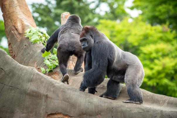 houston zoo