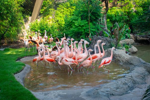 Houston Zoo