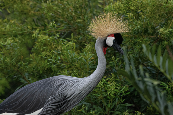Houston Zoo - Birds of the World