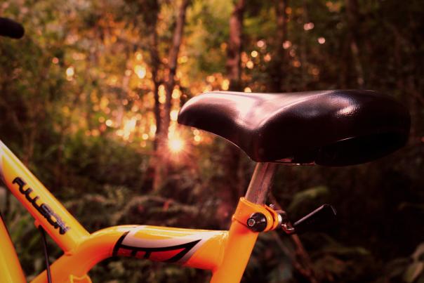 Bike in woods (stock)
