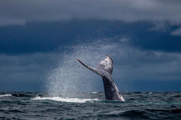 A whale tail sticking out of the water