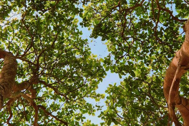 Trees on a sunny day. The camera points towards the sky and blue sky can be seen between the green leaves.